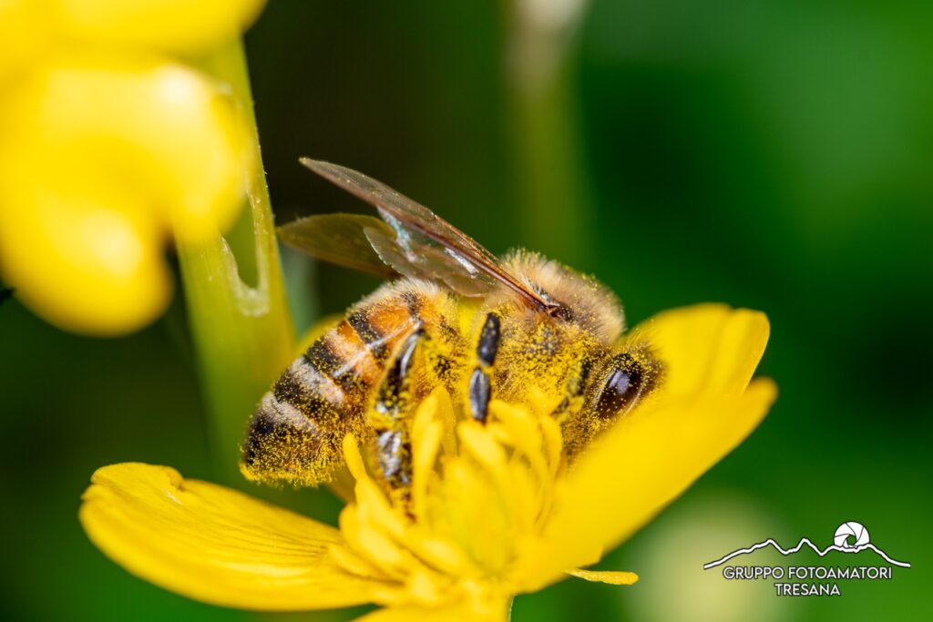 Un'ape impollina un fiore
